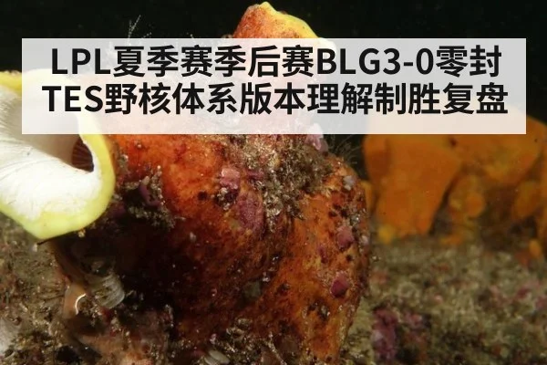 LPL夏季赛季后赛BLG3-0零封TES野核体系版本理解制胜复盘